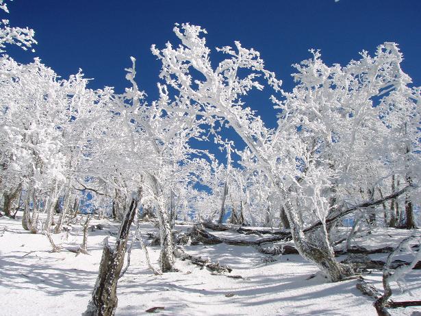 オオヤマレンゲ地帯の樹氷