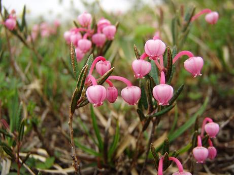 ヒメシャクナゲ