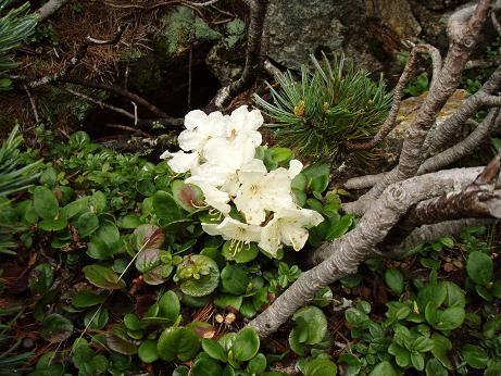 ハクサンシャクナゲ