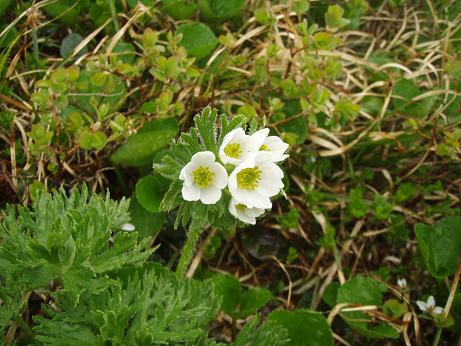 ハクサンイチゲ