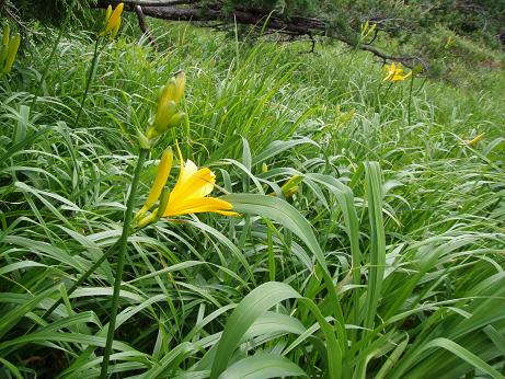 ニッコウキスゲ