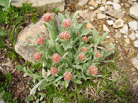 タカネヤハズハハコ？