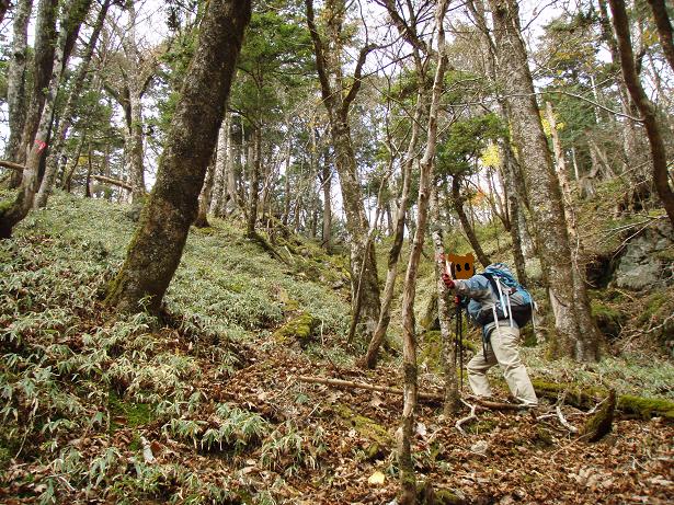 ピンクテープ発見