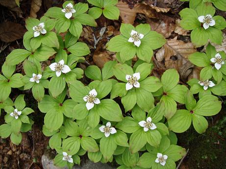 ゴゼンタチバナ