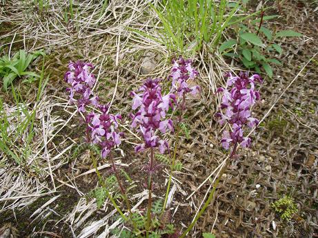 ヨツバシオガマ