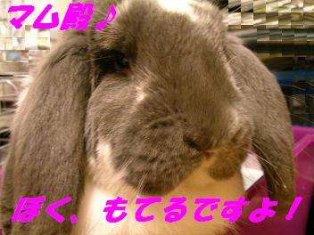 ジャスミン　１６６