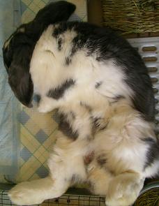 ジャスミン　１５４