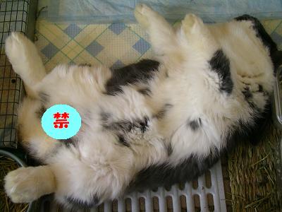 ジャスミン　１５５