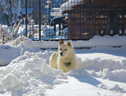 犬こっち来い.gif