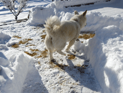 犬あっち行け.gif