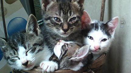 ねこねこねこねこ.JPG