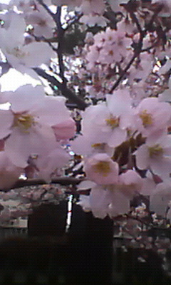 直江津～高田の桜～