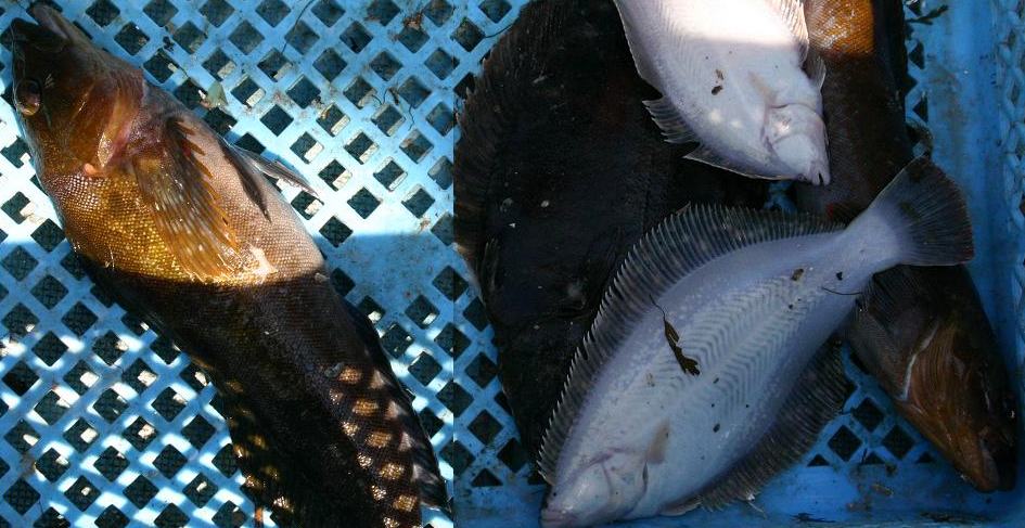 カレイとアイナメ