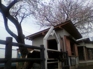 ラッキー小屋の桜.JPG