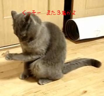 ねこ２