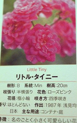 リトルタイニー1.jpg