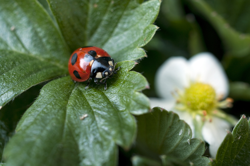 ナナホシテントウ.jpg