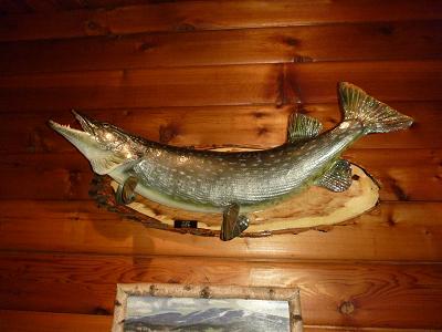 Northern pike120cm