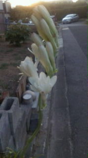 白い、香りの花