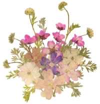 060208押し花