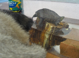 061213カメさん.jpg