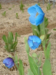 070609青いけし2.jpg