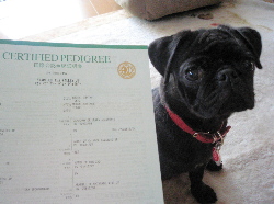 070801血統書♪.jpg
