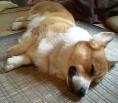 060715ばくすい
