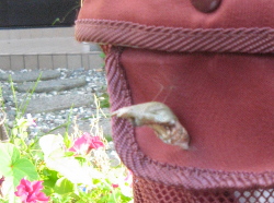 070806さなぎ.jpg