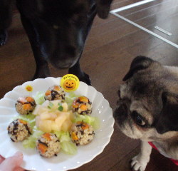 genmai2