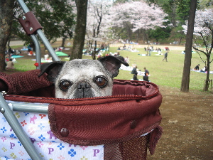 070331お花見.jpg