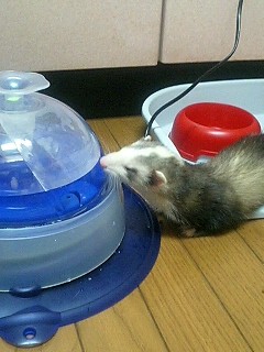 琥姫お水飲む。。。