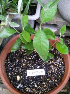 フェイジョア トライアンフ 2010,5