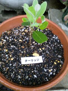 フェイジョア クーリッジ 2010,5