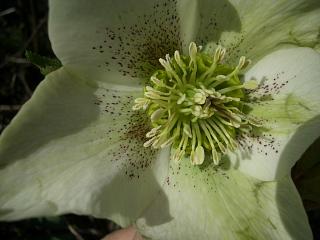 クリスマスローズ白２