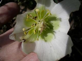 クリスマスローズ白３