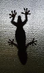 尻尾の無いヤモリ