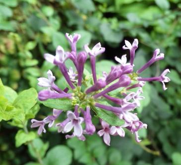 ヒメライラック