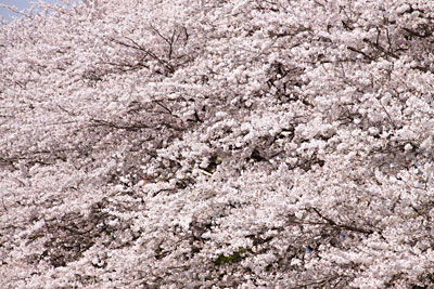 一面桜