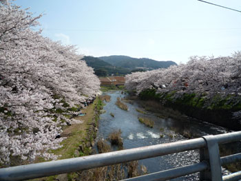 桜並木