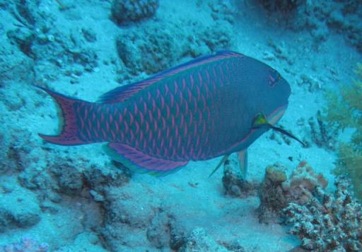  Bicolour parrot fish male