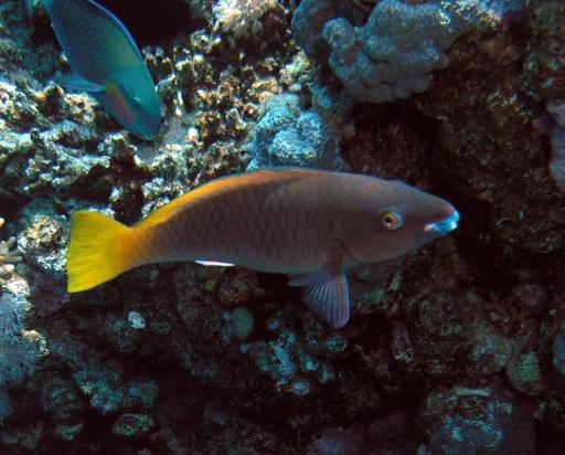 rustyparrotfish-feamale