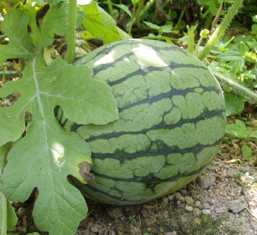 watermelon-01-520.jpg