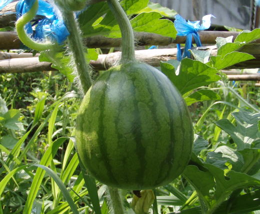 watermelon-02-520.jpg