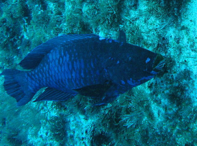 midnightparrotfish