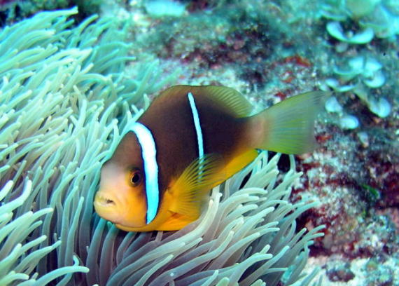 orangefinanemonefish