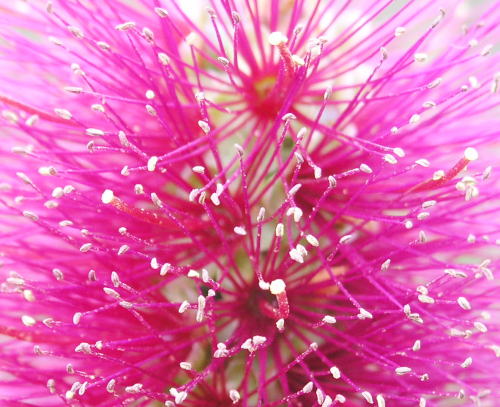 赤い花　アップ