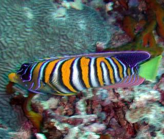 Sipadan-Royal angelfish
