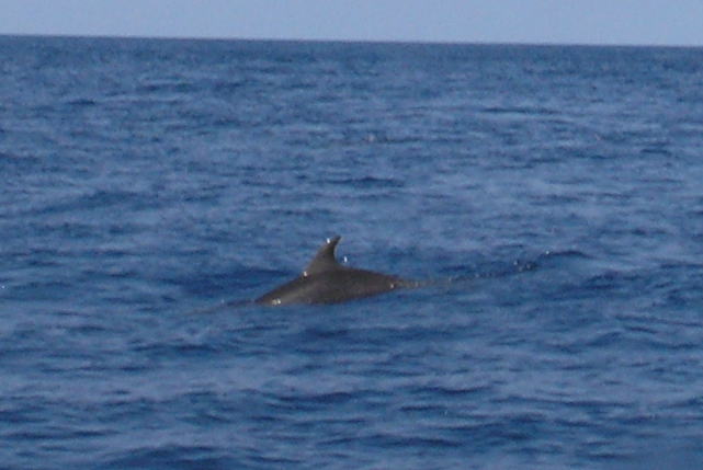 hawaii-09-10-25-dolphin01-640.jpg