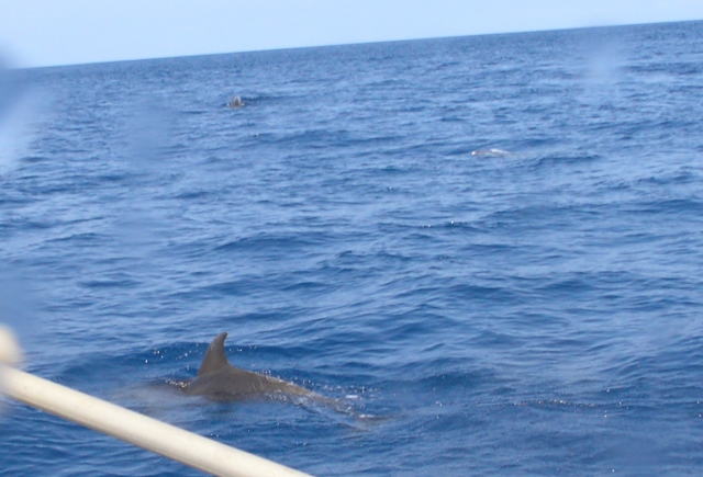 hawaii-09-10-25-dolphin03-640.jpg